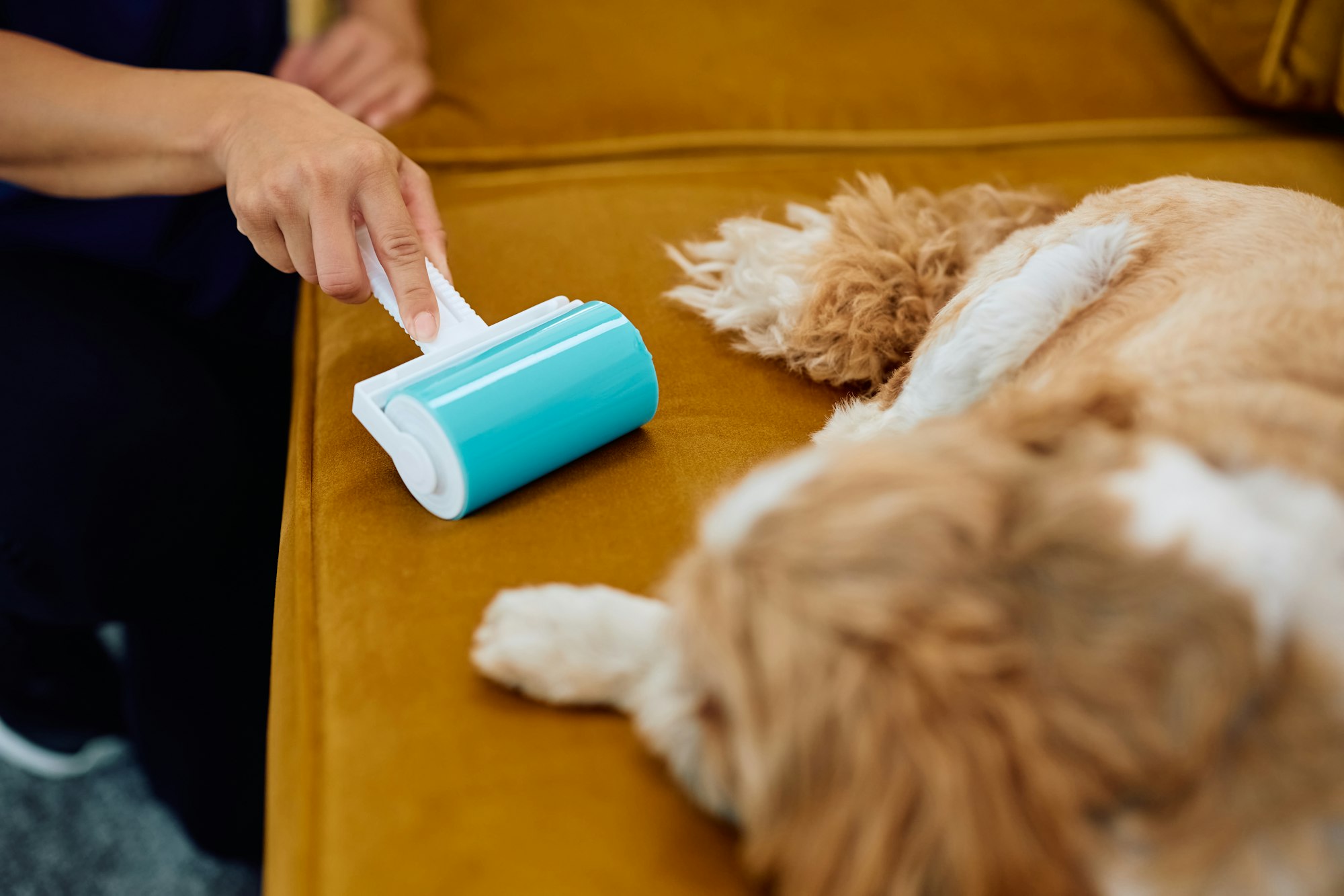 Close up of woman using pet hair remover roller brush on the sofa.